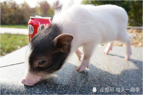 老人的話(huà)真不假——71年豬豬豬的后半生，知命還是認(rèn)命