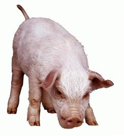 豬與黃牛 常見(jiàn)家畜的科普介紹